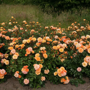 Orange - bed and borders rose - floribunda